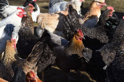 Cage free or free range chicken in farming and livestock breeding