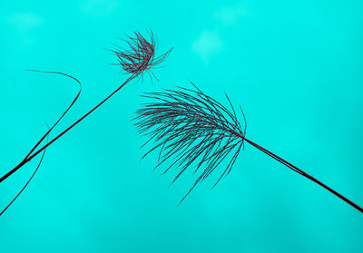 Low angle view of dried plant against blue sky