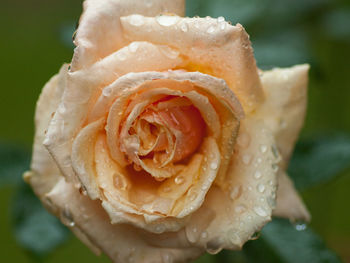 Close-up of wet rose