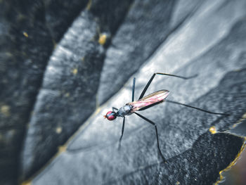 Close-up of fly on wall