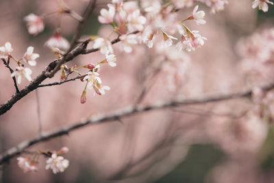 Close-up of cherry blossoms in spring