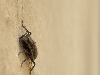 Close-up of insect on wall