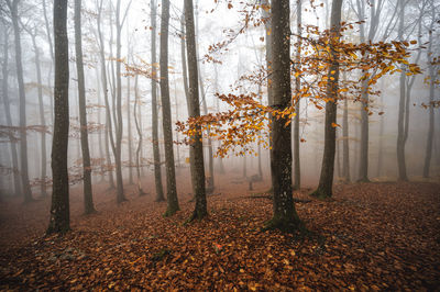 Trees in forest during autumn