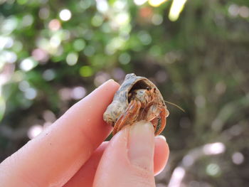 Close-up of hand holding small outdoors