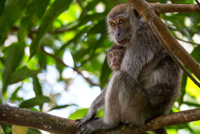 Low angle view of monkey sitting on tree