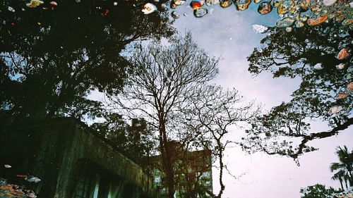 Low angle view of trees against sky
