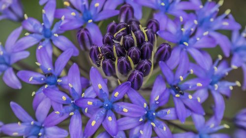 Close-up of purple flowering plants