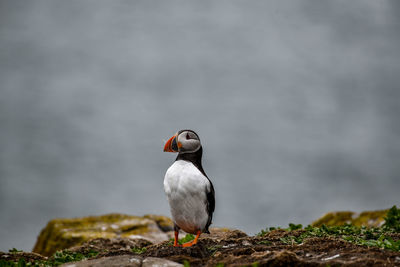 Close-up of bird perching on rock