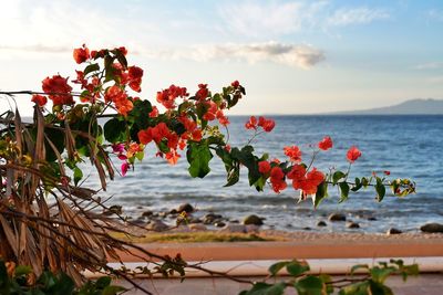 Close-up of flowering plants by sea against sky