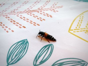 High angle view of insect on bed