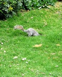 High angle view of bird on field