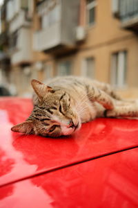 Striped street cat lies and sleeps on a red car. high quality photo