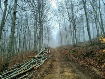 Dirt road amidst trees in forest