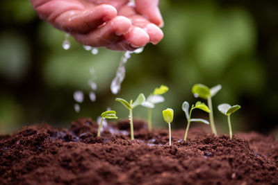 Close-up of hand holding plant