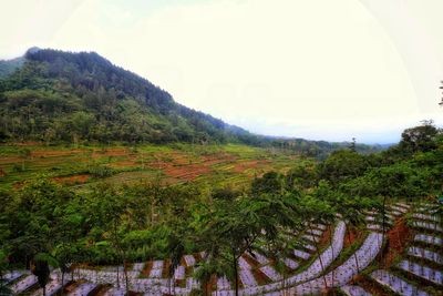 Scenic view of field against sky