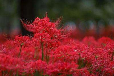 Close-up of red flowering plant