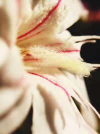 Macro shot of flower