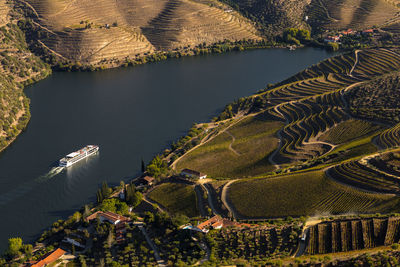 The beautiful endless lines of douro valley vineyards, in sao joao da pesqueira.