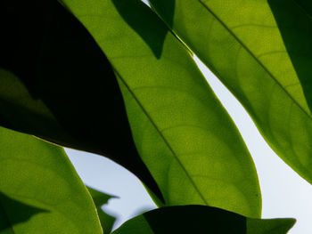 Close-up of plant leaves