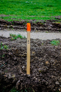 Close-up of plant on field