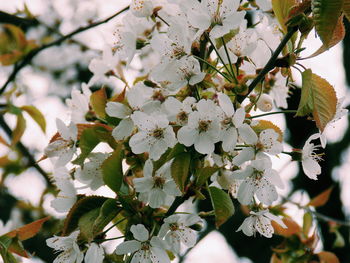 Close-up of white flowers on branch