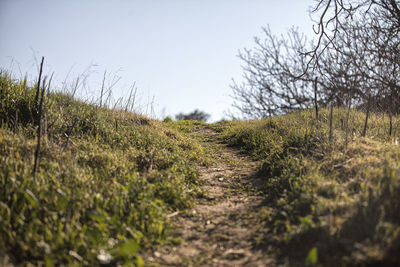 Dirt road passing through field