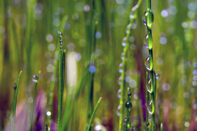 Close-up of raindrops on leaf