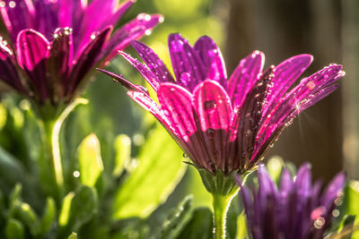 Close-up of wet purple flower