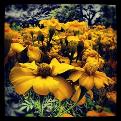 Close-up of yellow flower