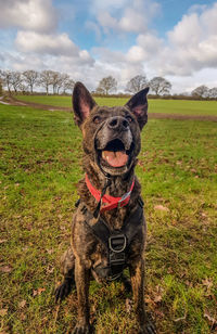 Portrait of dog on field