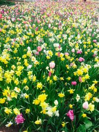 Full frame shot of flowers blooming in field