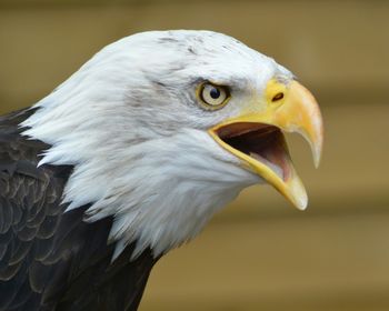 Close-up of bald eagle