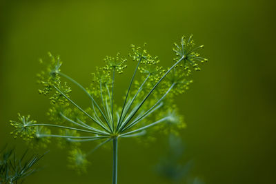 Close-up of fresh green plant