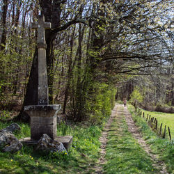 Walkway amidst trees in forest