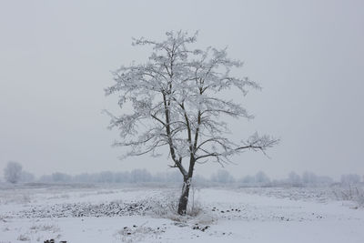 Bare tree on snow covered field against clear sky