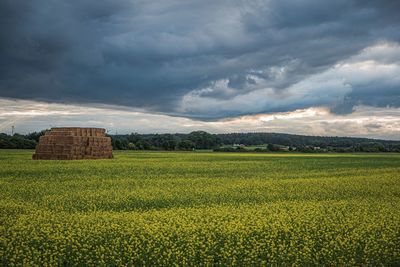 Scenic view of agricultural field against sky