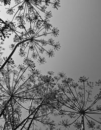 Low angle view of silhouette tree against sky