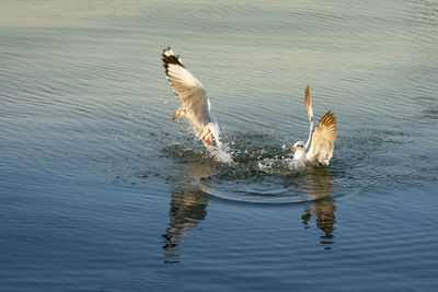 High angle view of duck swimming in lake