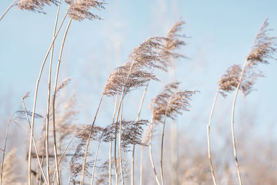 Pampas grass on the lake, reed layer, reed seeds. golden reeds on the lake sway 