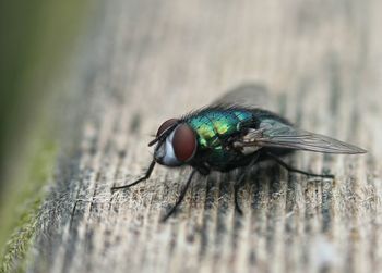 Close-up of housefly on wood