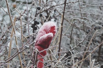 Close-up of frozen plant