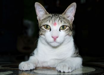 Portrait of cat sitting on floor