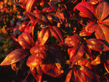 Close-up of red leaves on plant during autumn