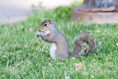 Close-up of squirrel eating grass