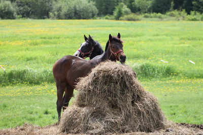 Horse on field