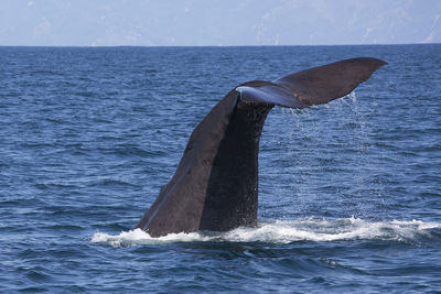 Whale swimming in sea against sky