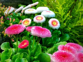 Close-up of pink flowering plants