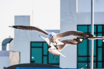 Seagulls flying