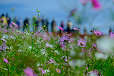 Close-up of pink flowering plants on field