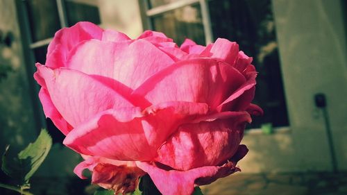 Close-up of pink rose